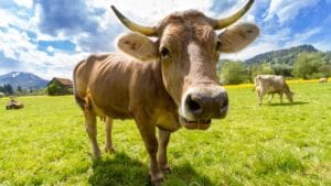 A Brown Swiss cow in a vibrant green pasture under a bright sky.